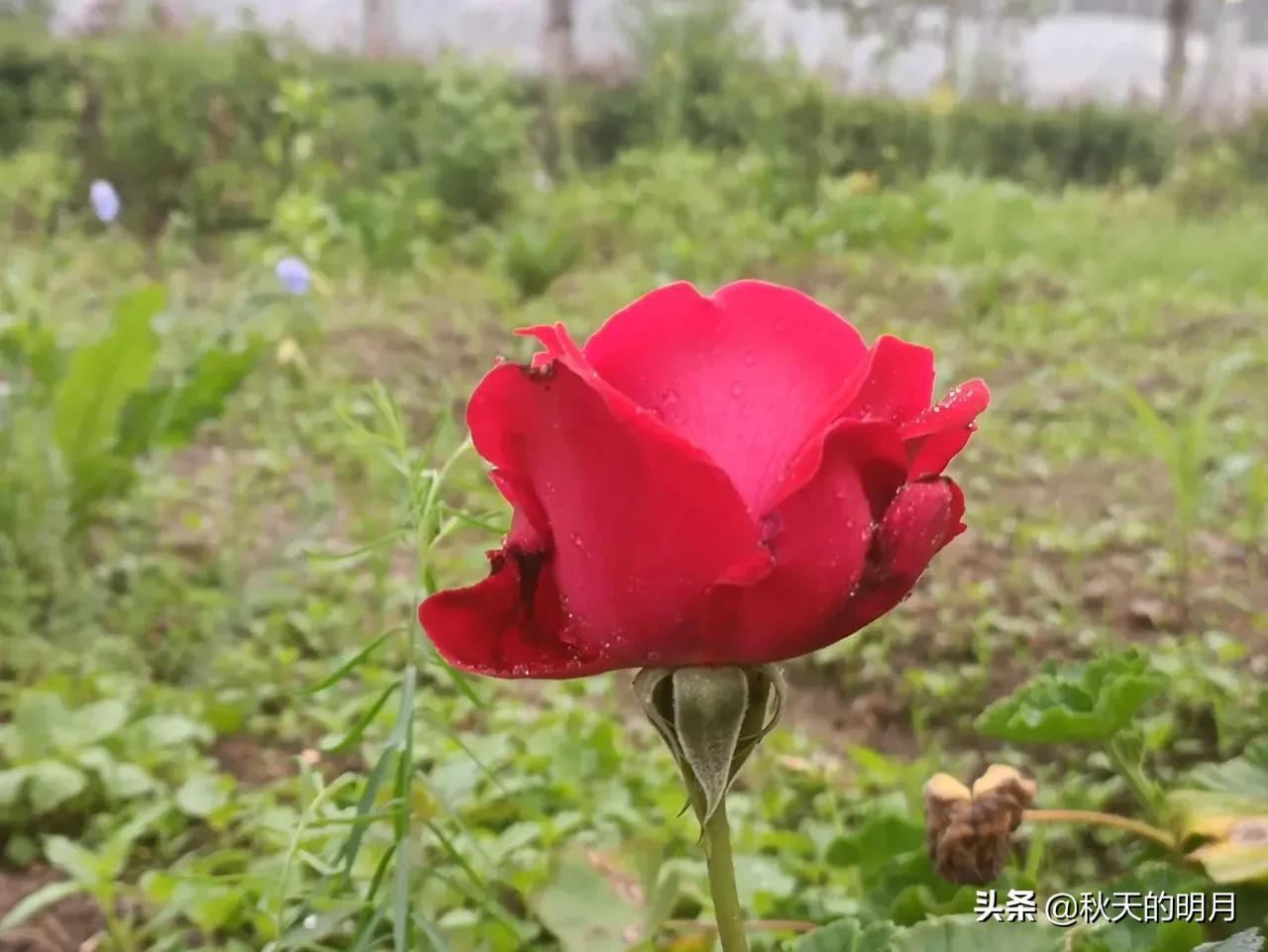 (急招55岁至60岁做饭阿姨)(急招55岁至60岁做饭阿姨本地)