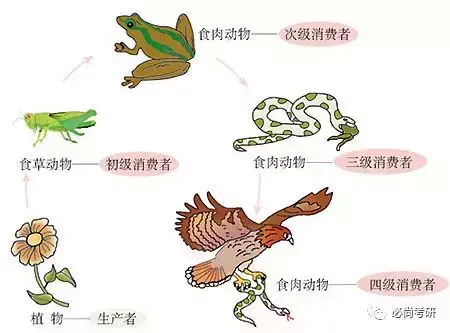 (张雪峰谈成人本科文凭)(张雪峰成人自考本科报名入口)