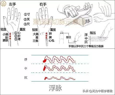 (中医入门)(中医入门基础知识全套免费张景明讲座)