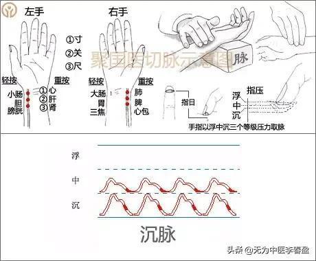 (中医入门)(中医入门基础知识全套免费张景明讲座)