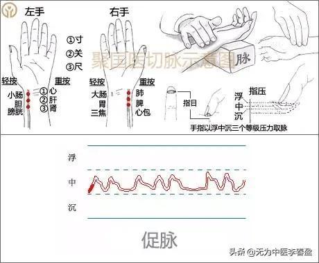 (中医入门)(中医入门基础知识全套免费张景明讲座)