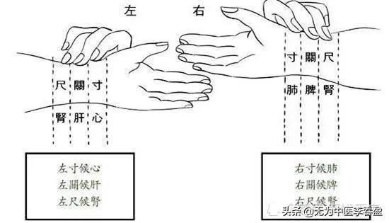 (中医入门)(中医入门基础知识全套免费张景明讲座)