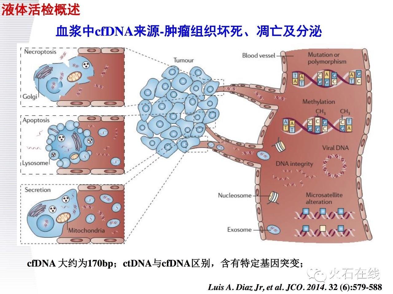 (医学文献汇报ppt)(文献汇报ppt思路)