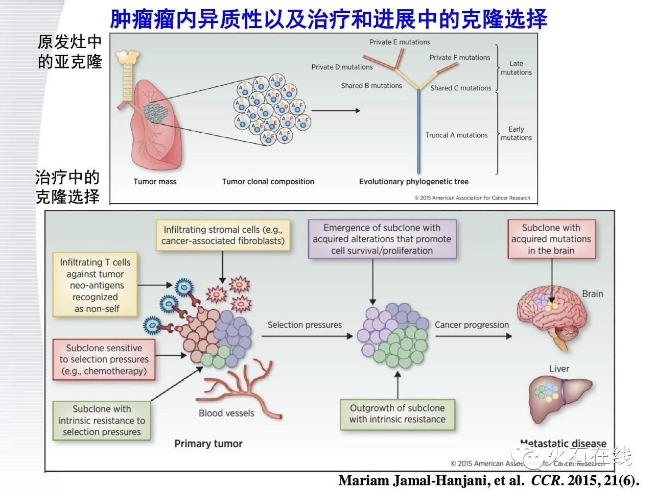 (医学文献汇报ppt)(文献汇报ppt思路)