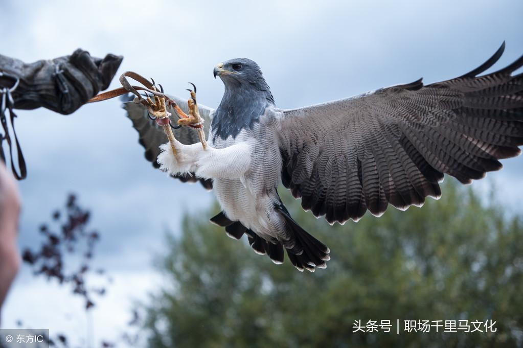 (职场故事大全视频)(职场小故事大道理全集)